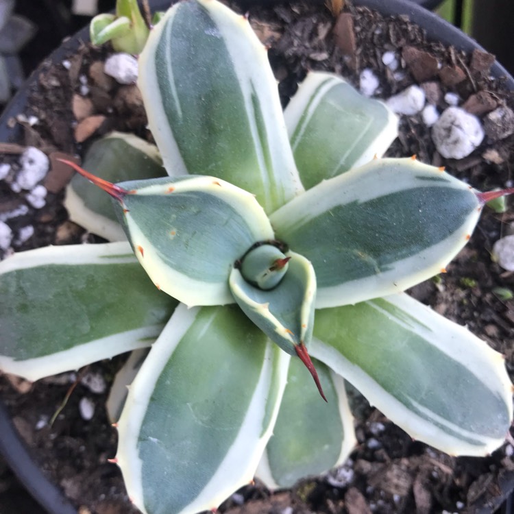 Plant image Agave parryi 'Cream spike'