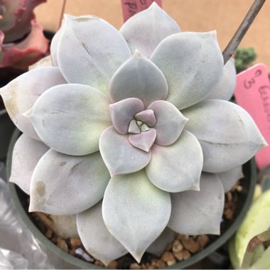 Graptopetalum Superbum