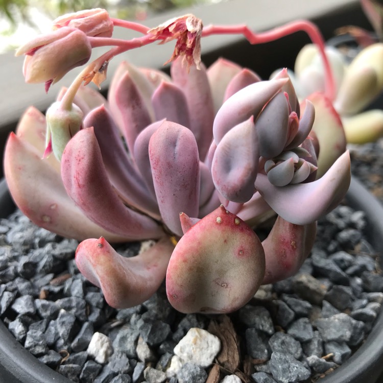 Plant image xGraptoveria Topsy Debbi