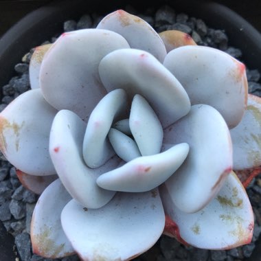 Echeveria laui