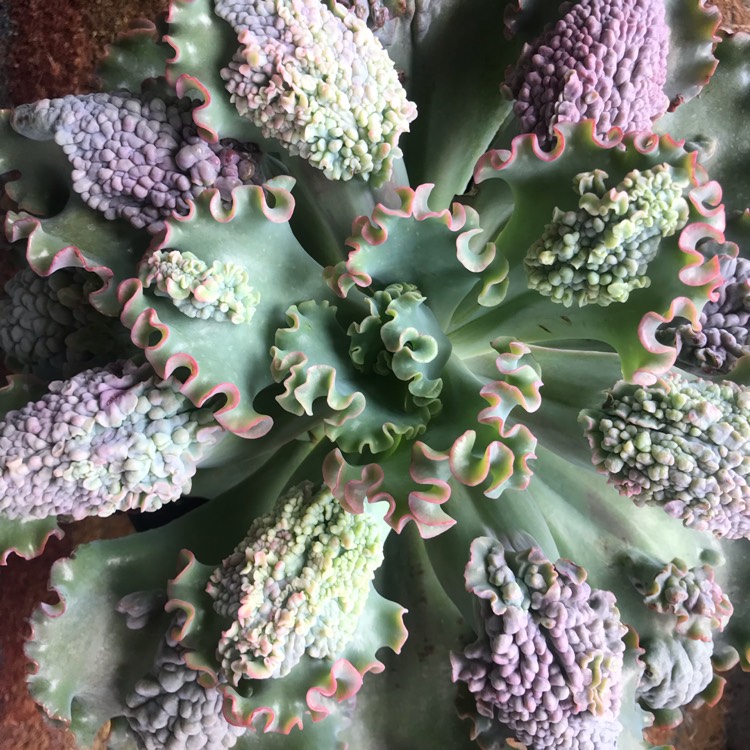 Plant image Echeveria Sea Dragon