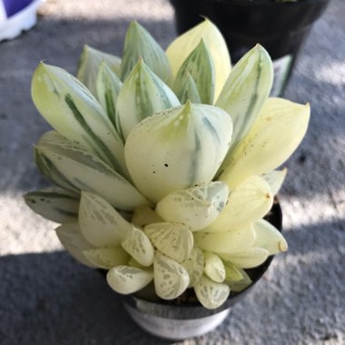 Haworthia cymbiformis variegata