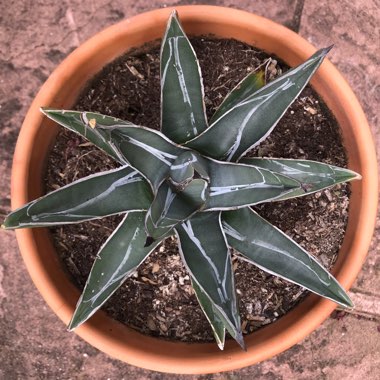 Agave Nickelsaie