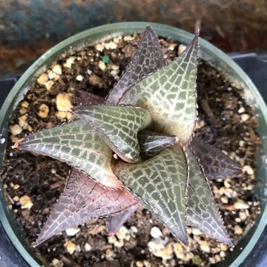 Haworthia Venosa ssp. Tessllata