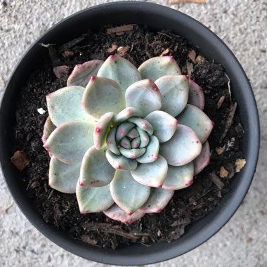 Echeveria Ariel