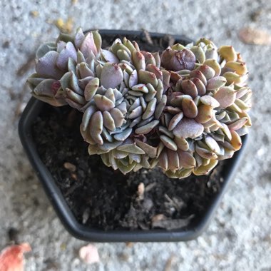 Echeveria Tuxpan