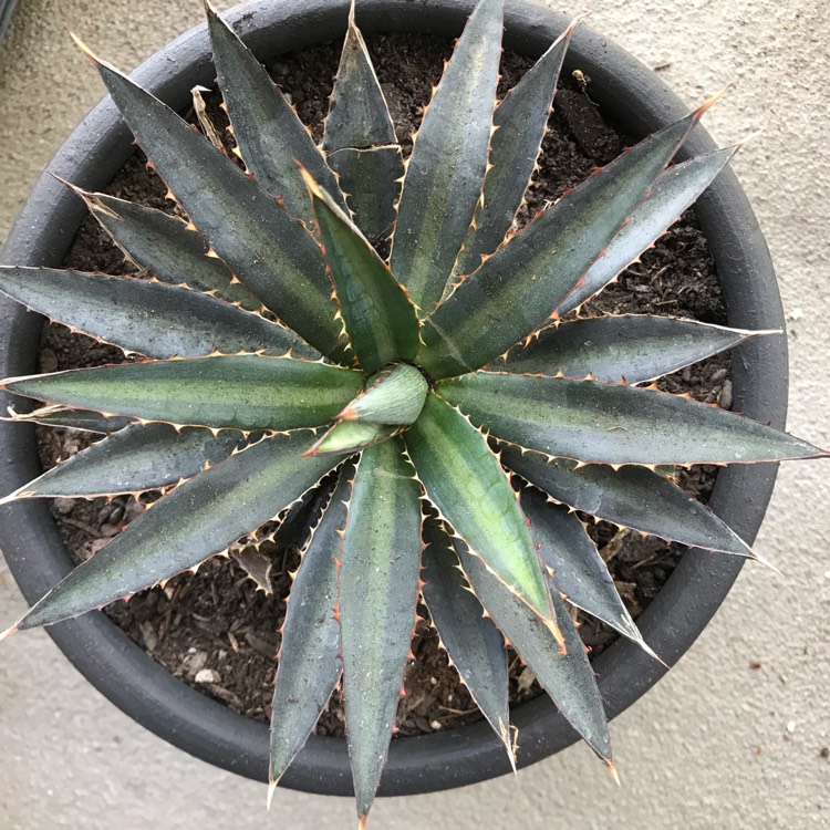 Plant image Agave 'shawii'