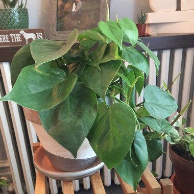 Philodendron cordatum