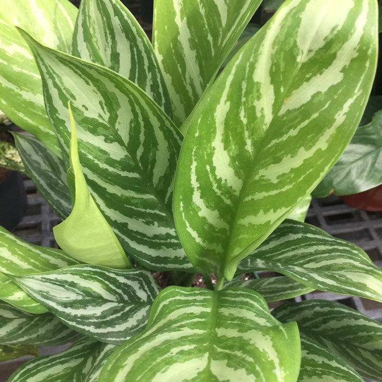 Plant image Aglaonema 'Maria'