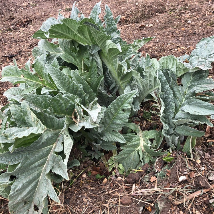 Plant image Cynara scolymus 'Green Globe'