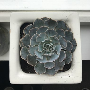 Echeveria Shaviana