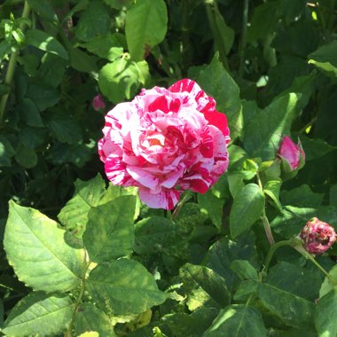 Old Rose 'Ferdinand Pichard'