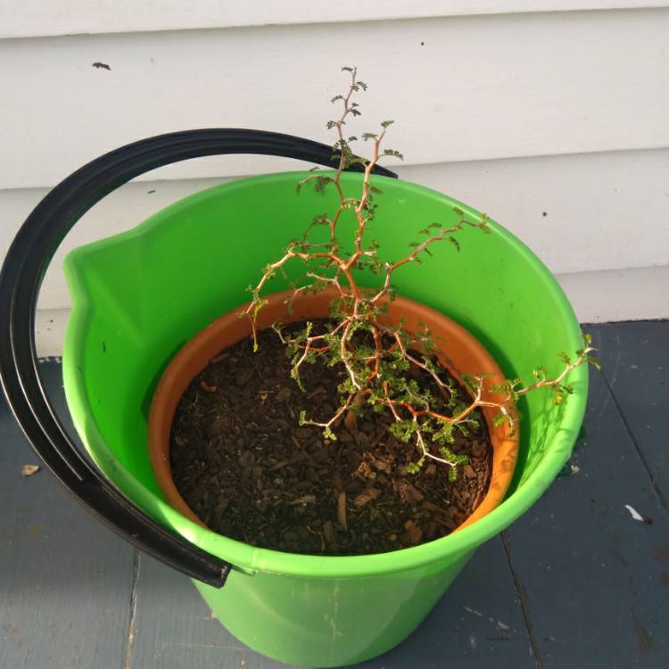 Plant image Sophora microphylla