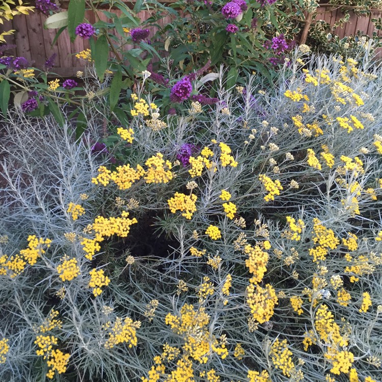 Plant image Helichrysum italicum subsp. serotinum