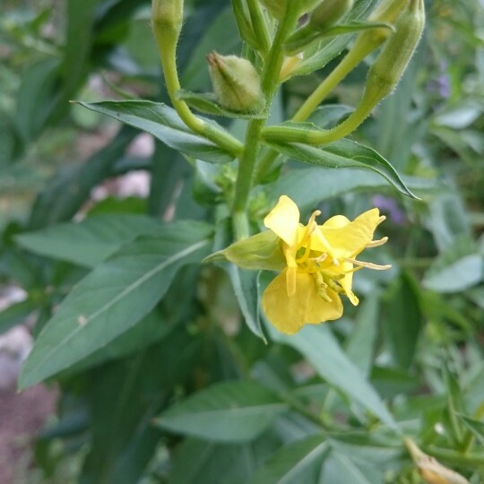 Common evening primrose