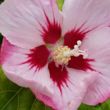 Hibiscus