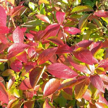 Vaccinium corymbosum 'Jersey'