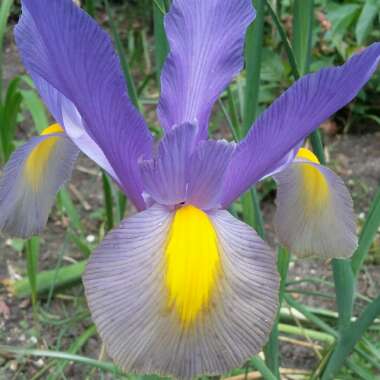 Bearded Iris