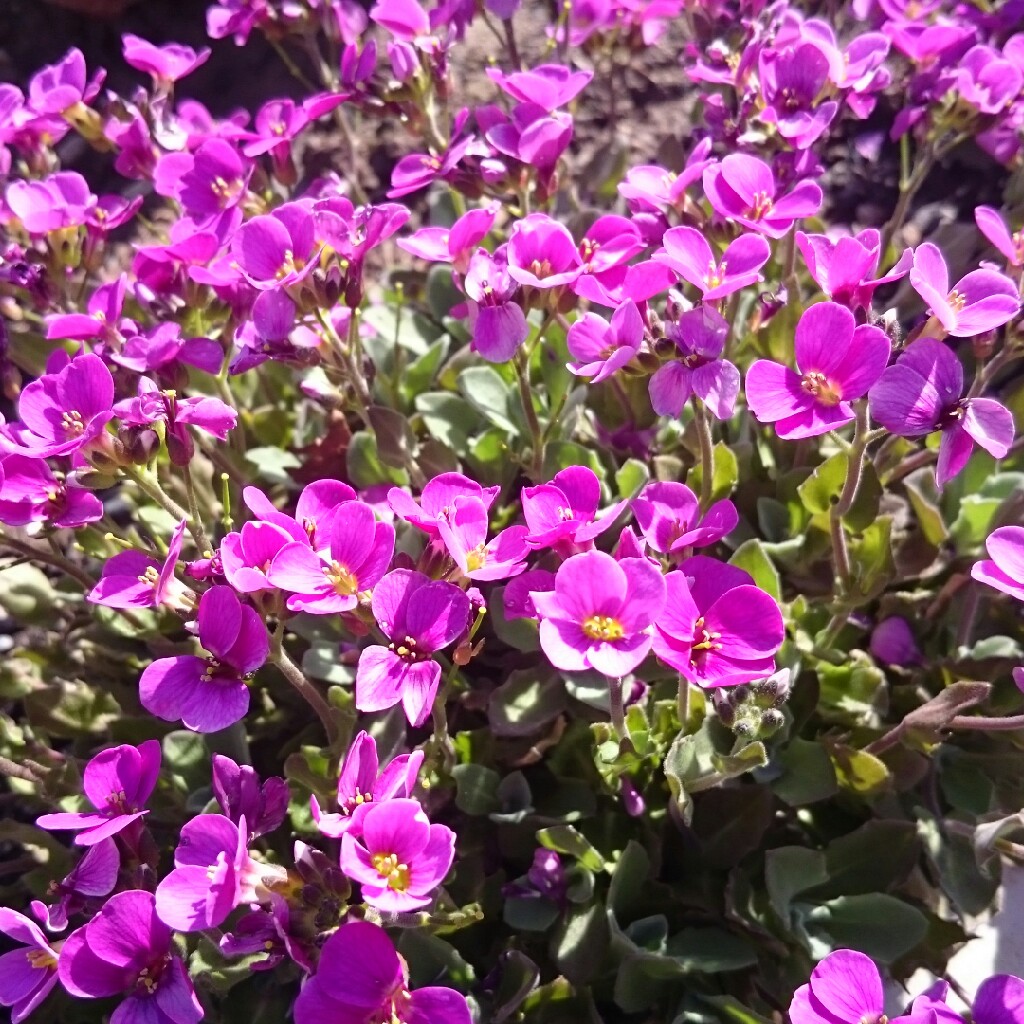 Plant image Arabis alpina 'Rosea'