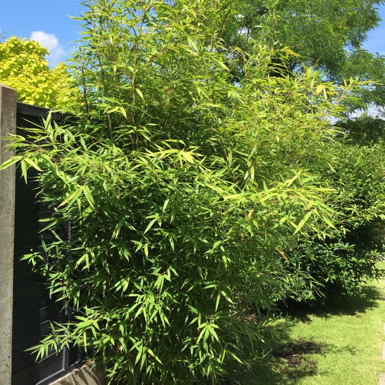 Plant image Phyllostachys aurea 'Albovariegata'