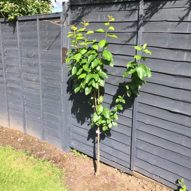 Plant image Prunus domestica subsp. italica