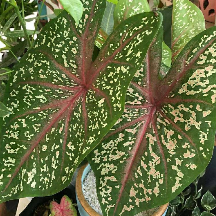 Plant image Caladium 'UF-172' syn. Caladium 'Artful Fire and Ice', Caladium 'Tapestry'