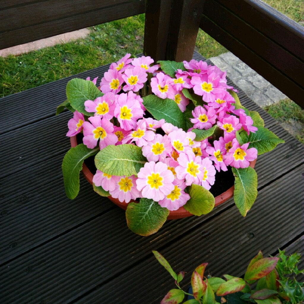 Primula 'Schneekissen'