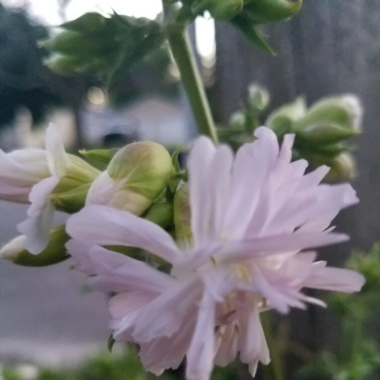 Plant image Saponaria officinalis 'Rosea Plena'