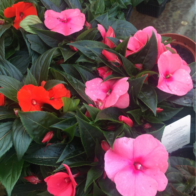 New Guinea Impatiens