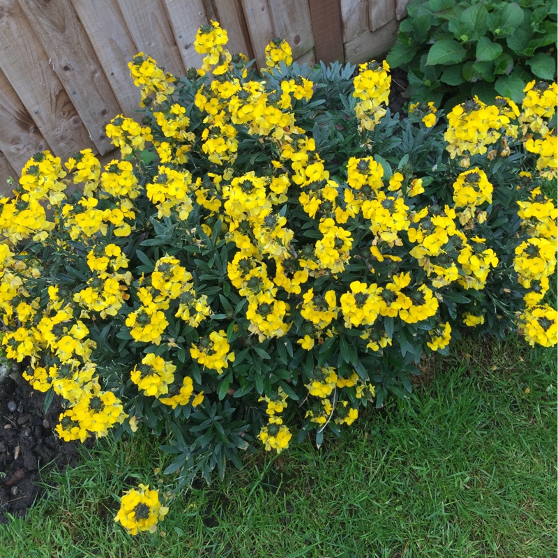 Plant image Erysimum cheiri