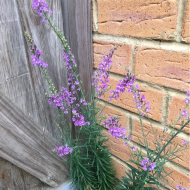 Linaria purpurea