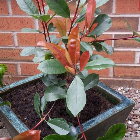 Photinia 'Magical Volcano'