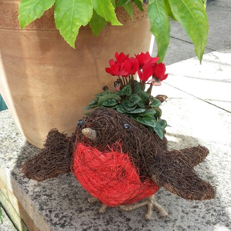 Florist's Cyclamen 'Sterling Scarlet'