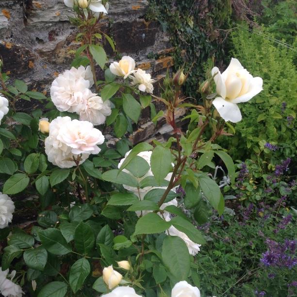 Plant image Rosa 'Champagne Moments'