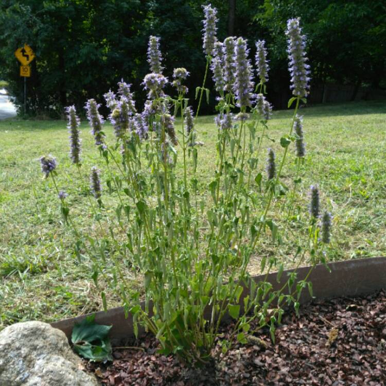 Plant image Amsonia 'Blue Ice'