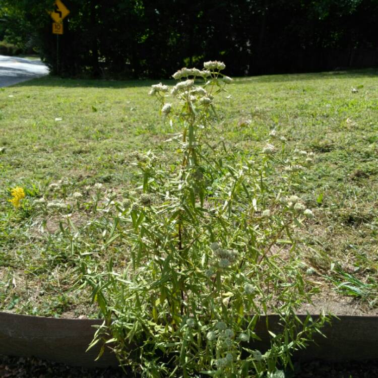 Plant image Pycnanthemum Virginianum