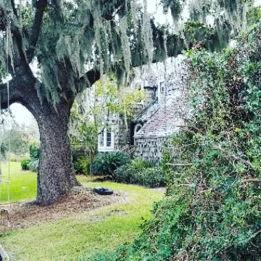 Airplant (Species) Spanish Moss