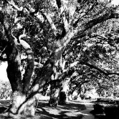 Southern Live Oak