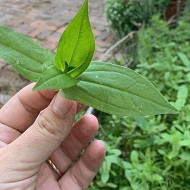 Zinnia