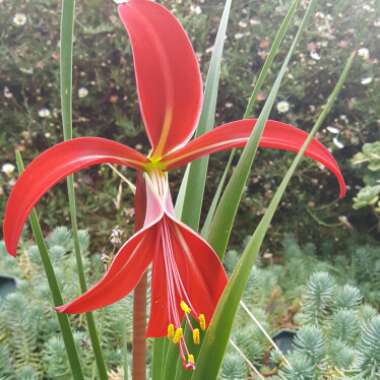 Sprekelia formosissima syn. Amaryllis formosissima