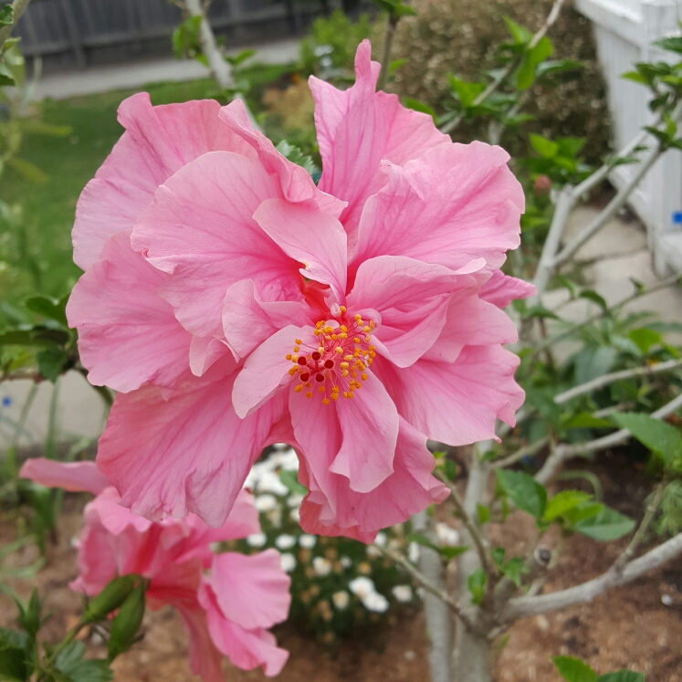 Plant image Hibiscus rosa-sinensis 'Sabrina'