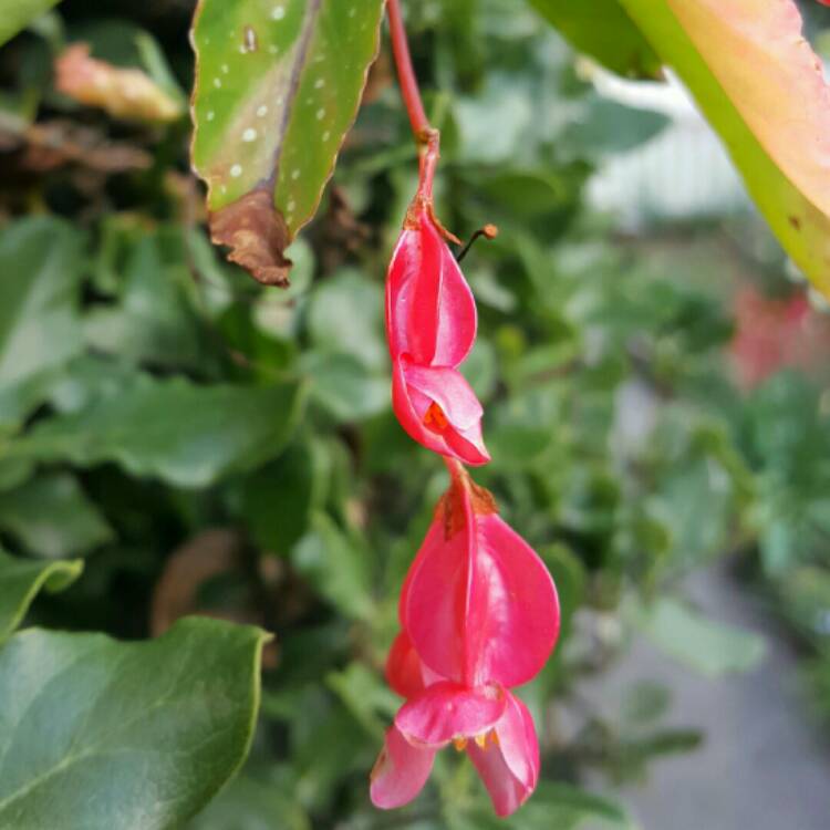 Plant image Begonia (Cane Stemmed)