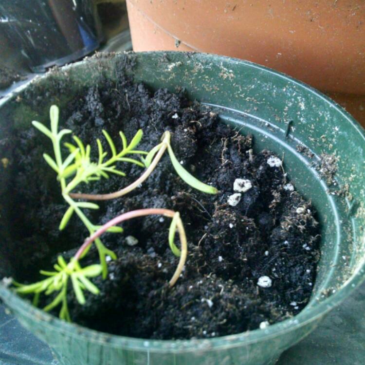 Plant image Cosmos Bipinnatus 'Sonata Carmine'