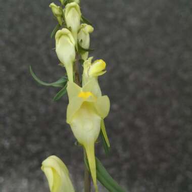 Linaria