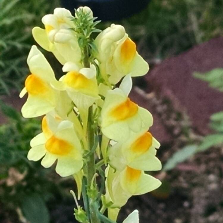 Plant image Linaria