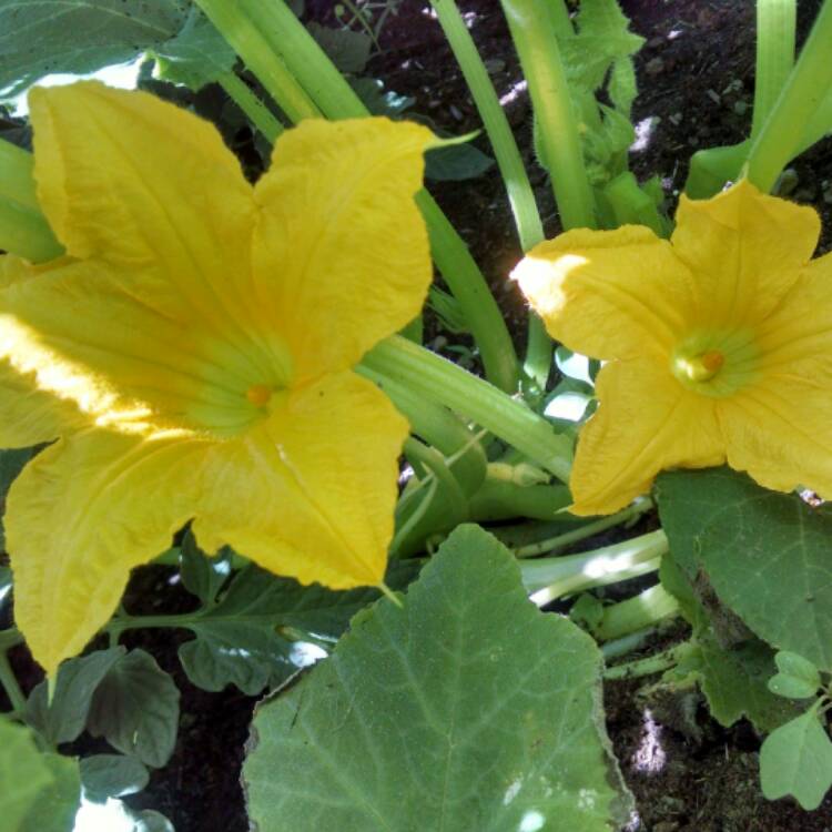 Plant image Cucurbita pepo 'Summer Crookneck'