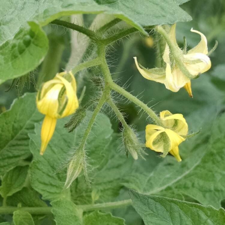 Plant image Solanum lycopersicum 'Better Boy'