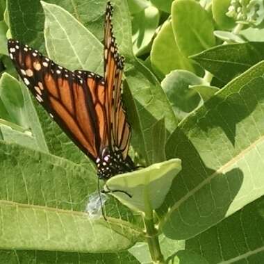 Asclepias syriaca