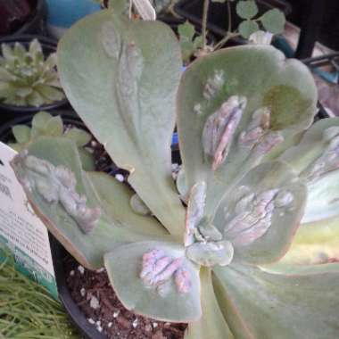 Echeveria Paul Bunyan