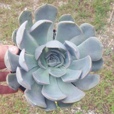 Echeveria Orion